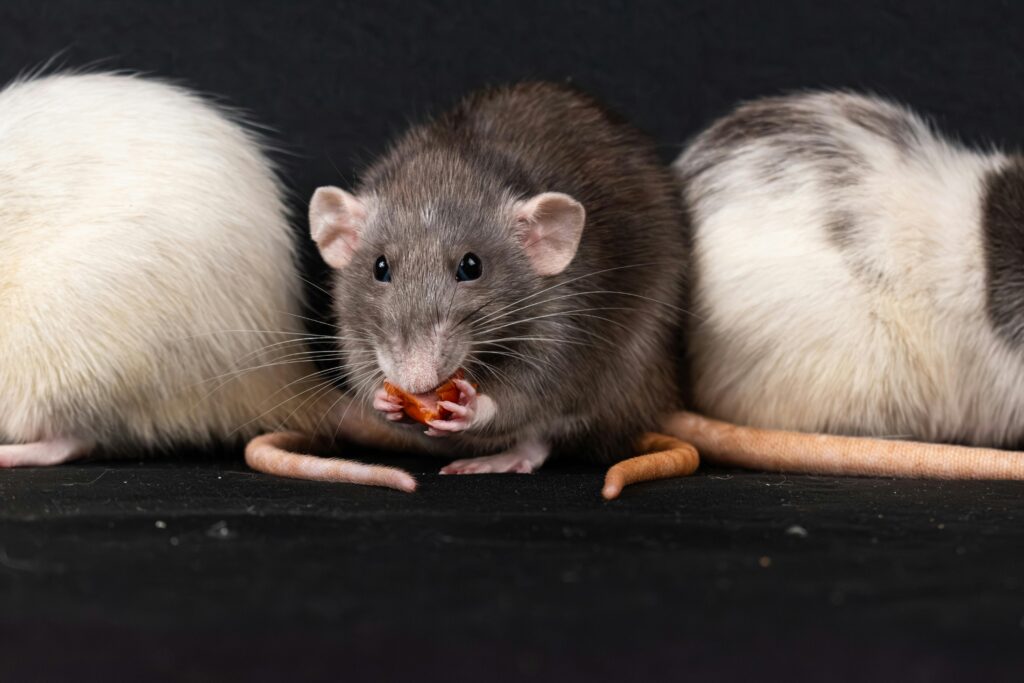 Three domestic rats, including a gray rat, enjoying a snack in a close-up shot.