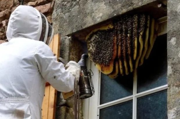Honey Bee Control Honey Bee Control
